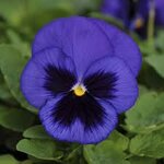 Blue Blotch P15-07