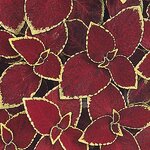 Scarlet P3.08