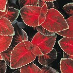 Velvet Red P 3.10