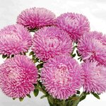Lilac Rose SX1-4