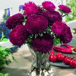 Ruby Red SX1-2 