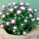 Light Rose SX6-2