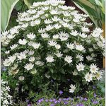 White SX6-5