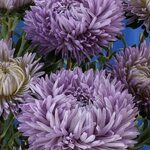Lavender SX3-8 Нет в наличии