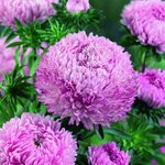 Light Rose SX3-14  