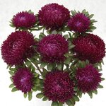 Purple SX3-3 