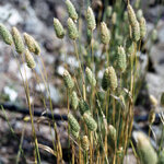 Фалярис (Phalaris canariensis)