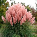 Pink feather