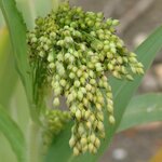 Просо прутьевидное (Panicum violaceum)