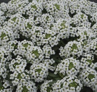 Алиссум (лобулярия) White