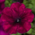 Burgundy  S4-05 нет в наличии