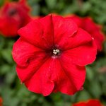Red  S4-03  нет в наличии