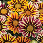 Mix Flame S9-04