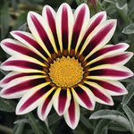 White Flame S9-07