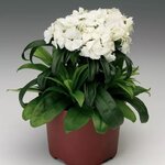 White S21-5