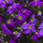 Purple Shades S19-03