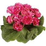 Rose Shades  S15-04