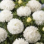 White SX2-11 Нет в наличии